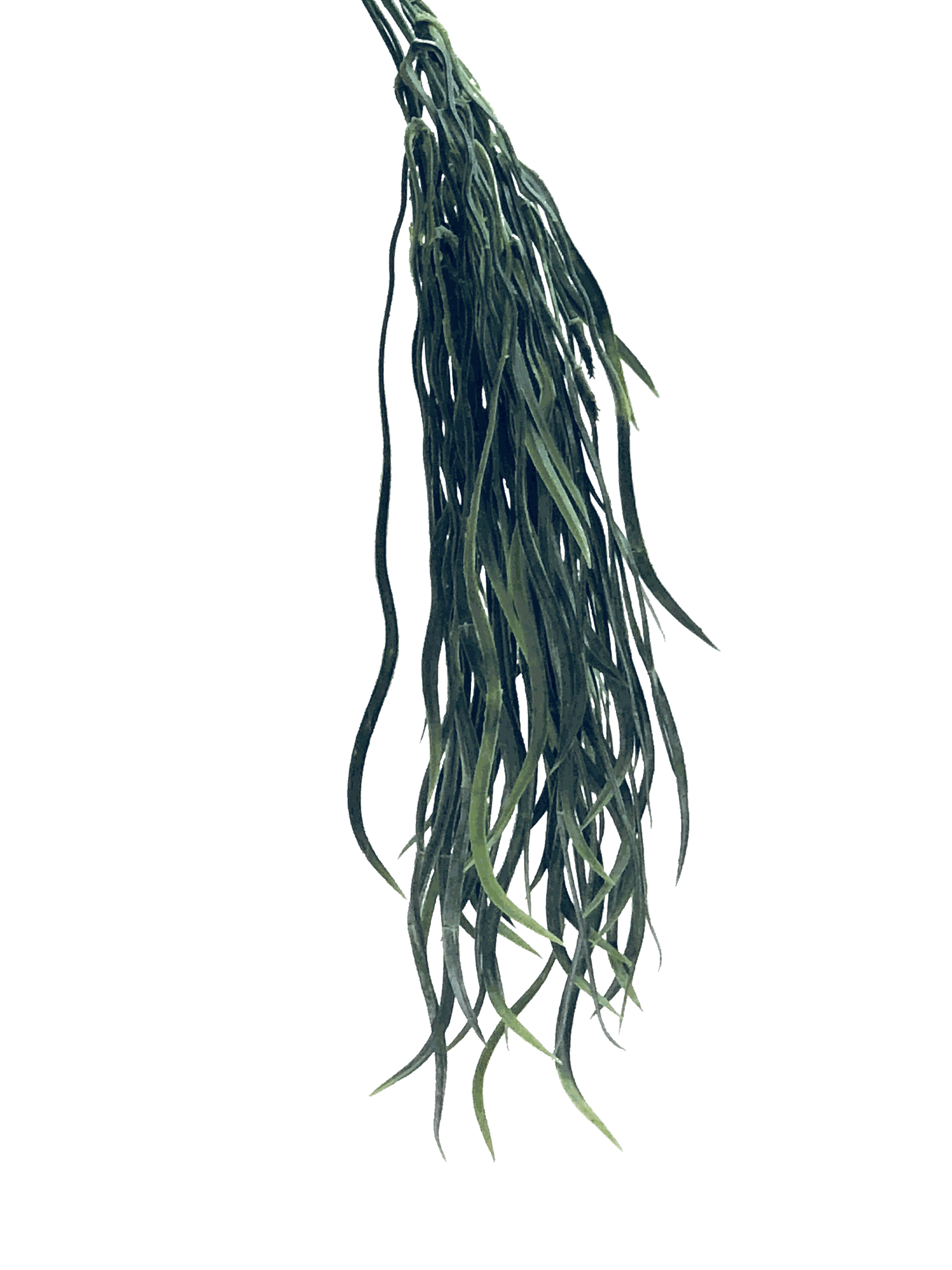 RP-005