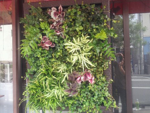 壁面緑化【屋外:カセット式壁面パネル使用】106の施工写真