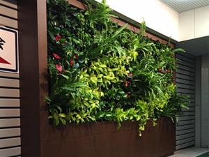 壁面緑化【屋内:プラティコ式壁面緑化パネル使用】62の施工写真